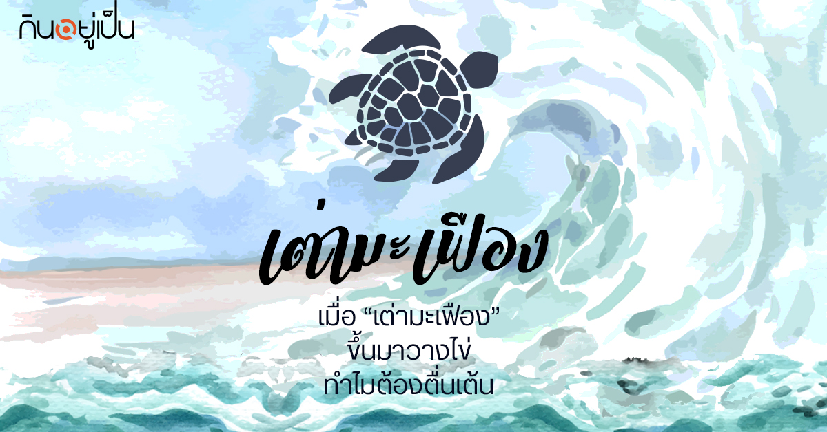 Content_เต่ามะเฟือง_Cover_1.jpg