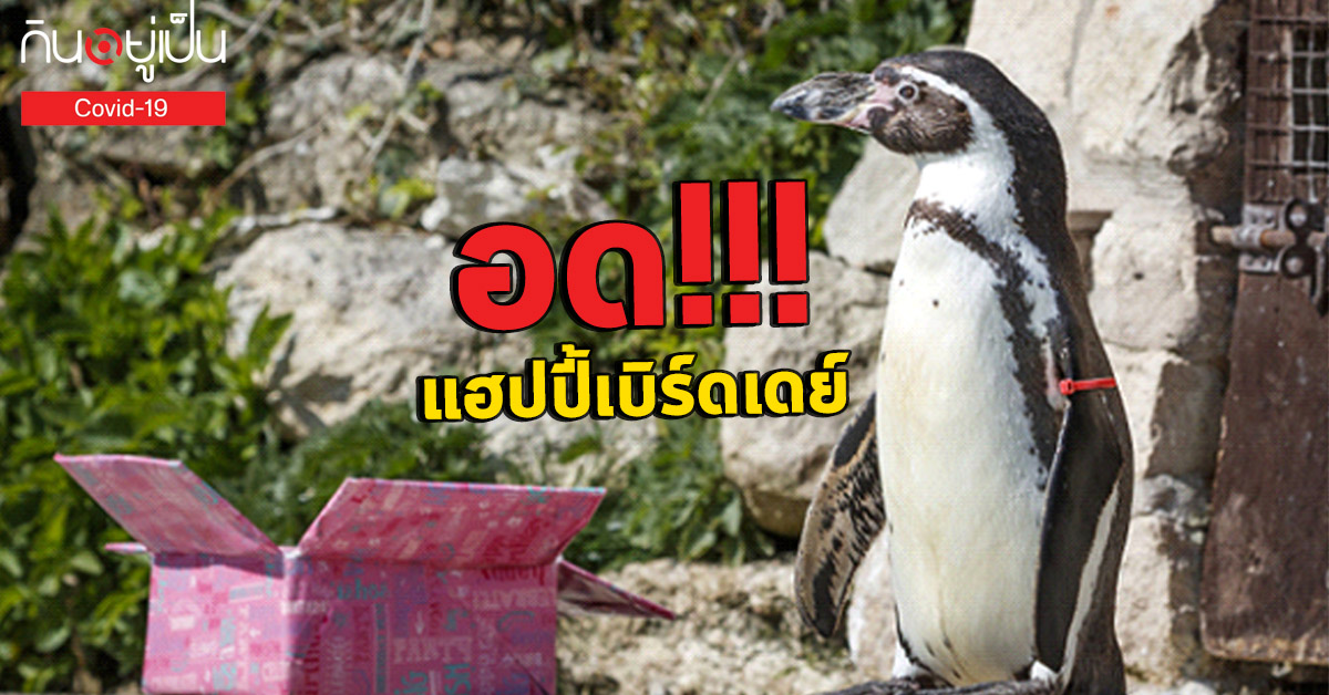 serenade-one-of-the-UK’s-oldest-penguin’s-Rosie-Cover_1-3.jpg