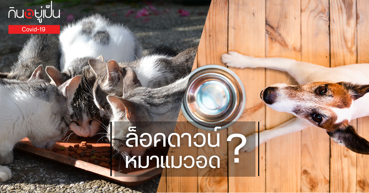 -น้องแมว-อดหลังอาหาร_Cover_2.jpg