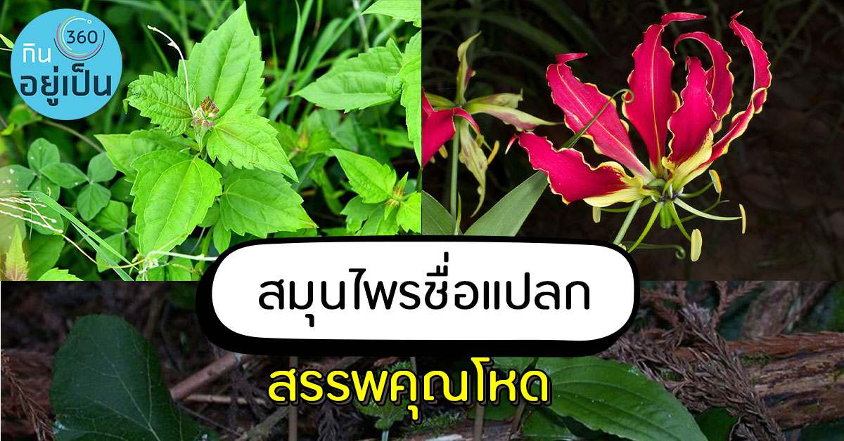 -4-สมุนไพรชื่อแปลก-หลากสรรพคุณ_Cover_3.jpg