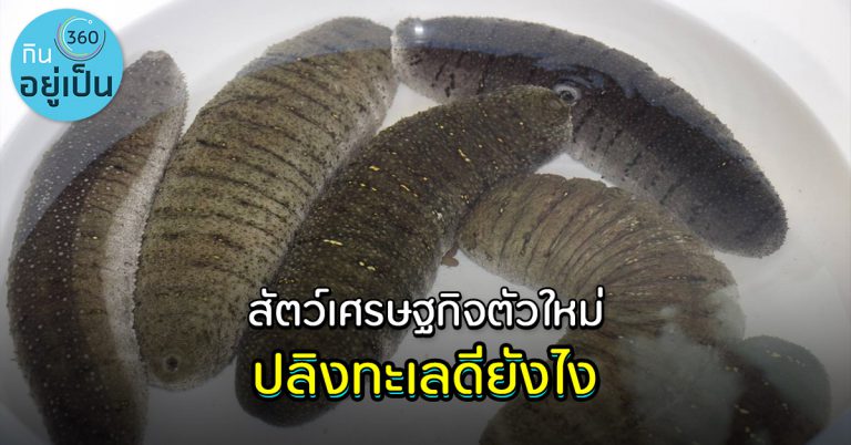ปลิงทะเลดีอย่างไร กรมประมงจึงต้องผลักดันเป็นสัตว์เศรษฐกิจตัวใหม่ของไทย