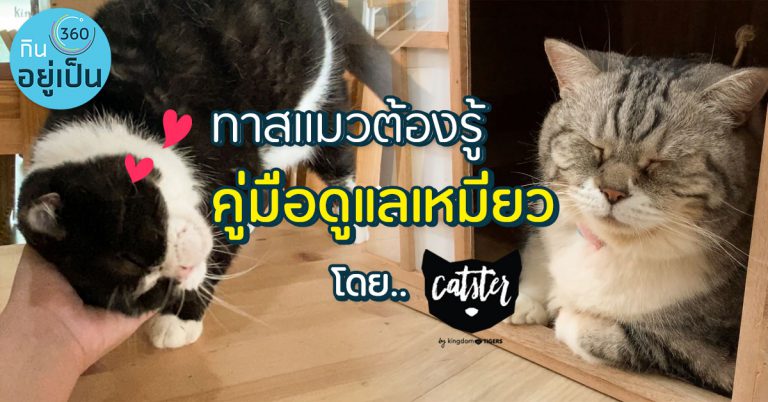 “คู่มือทาส” เลี้ยงแมวให้แฮปปี้ โดย Catster by Kingdomoftigers