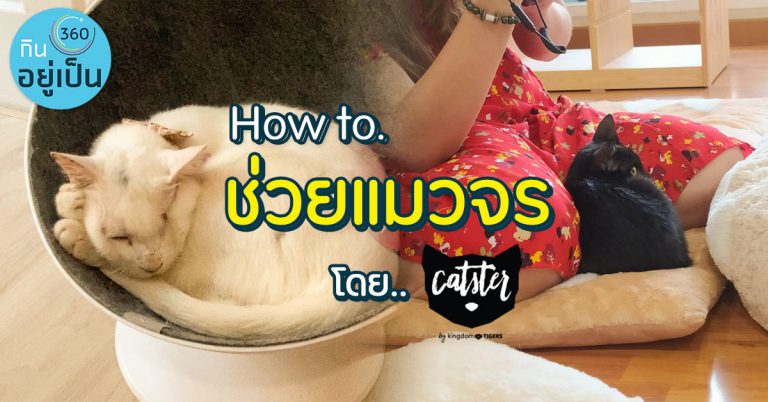 How to..ช่วยเหลือแมวจร โดย Catster by Kingdomoftigers