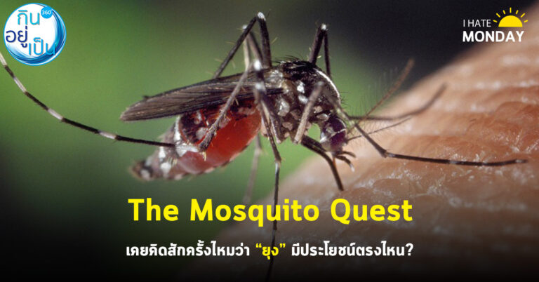 The Mosquito Quest