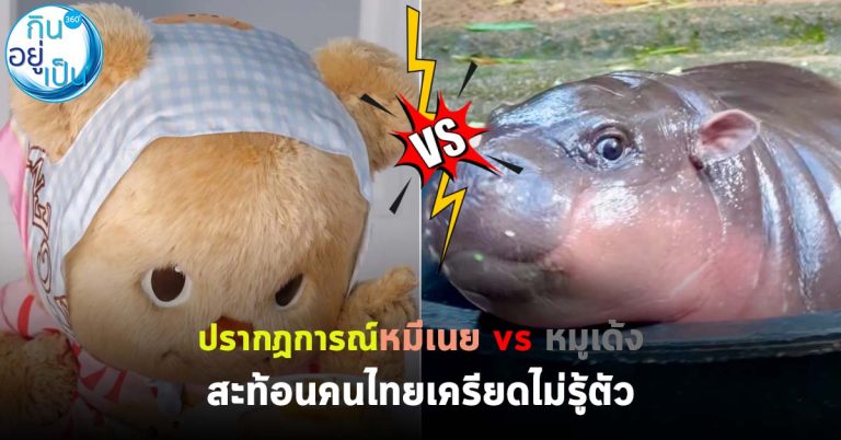 ปรากฏการณ์หมีเนย vs หมูเด้ง สะท้อนคนไทยเครียดไม่รู้ตัว