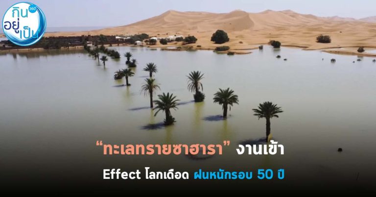 “ทะเลทรายซาฮารา” งานเข้า Effect โลกเดือด ฝนหนัก รอบ 50 ปี